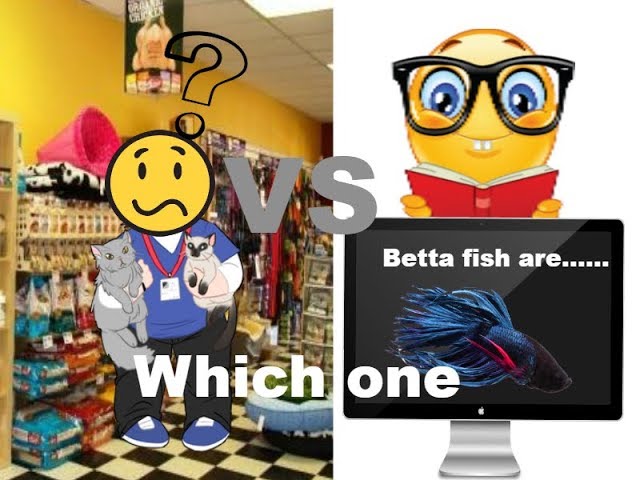 PET STORE INFO VS RESEARCH (BETTA) 2017