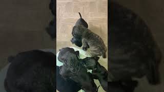Neapolitan Mastiff Puppies Videos
