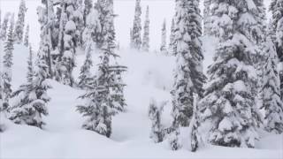 Let the Good Times Roll (Brodie Evans)