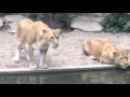 Leijonat metsästää eläintarhassa