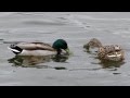 Две УТКИ плавают в пруду усадьбы Кусково весной 