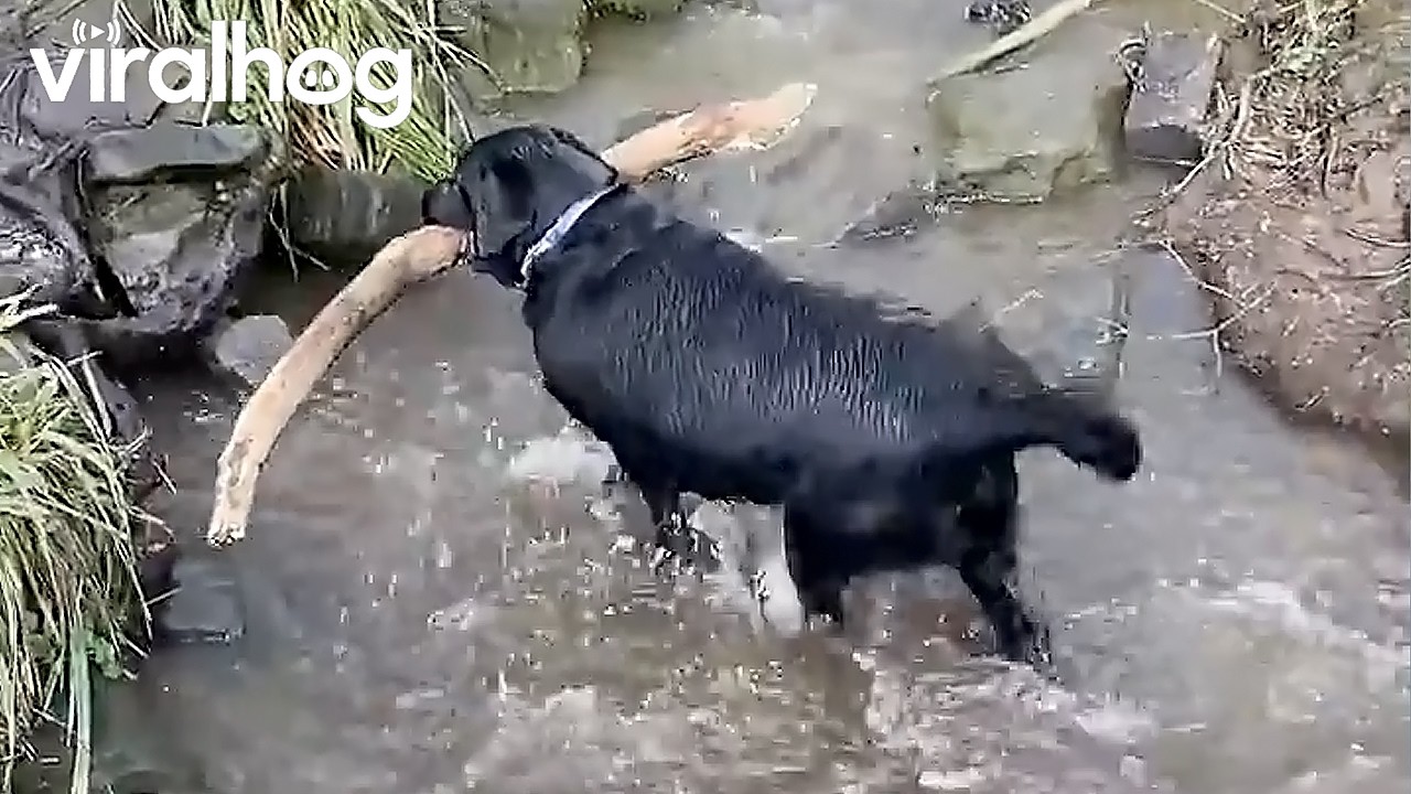 Clever Dog Finds a Workaround for Too-Small Bridge || ViralHog
