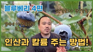 2025년) 블루베리에 가장 중요한 인산주는 방법과 질산칼륨보다 황산칼륨을 줘야하는 이유! | 블루베리 재배…