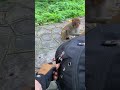 OMG Monkey Thief Funny Joke Happy Good Feeling