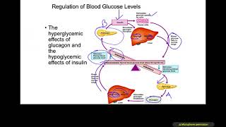 Endocrine Pancreas, Testes, Ovaries