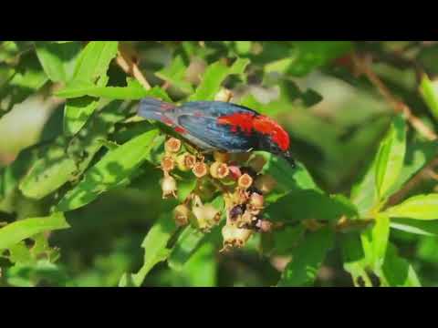 Opwekking 276 Laat heel de wereld het zien