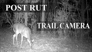 Rut Recovery Period   January Trail Cam Footage