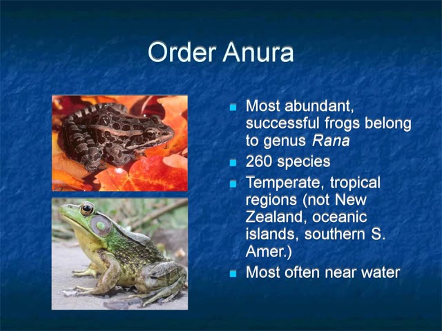 הגיית וידאו של Ranidae בשנת אנגלית