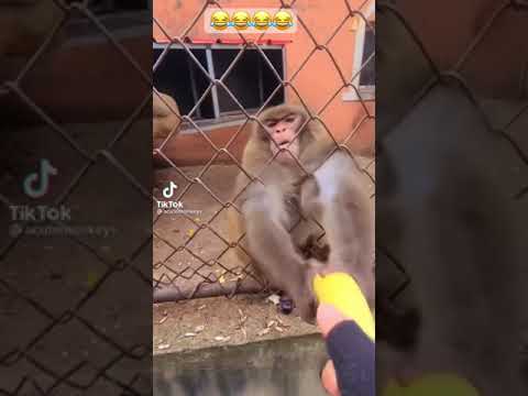 Angry monkey snatches banana and destroys it #cute #tiktok #tiktokvideo #monkeys