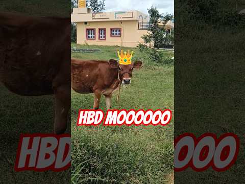 village life with me 😁💕#shorts#villagelife #nature#trending