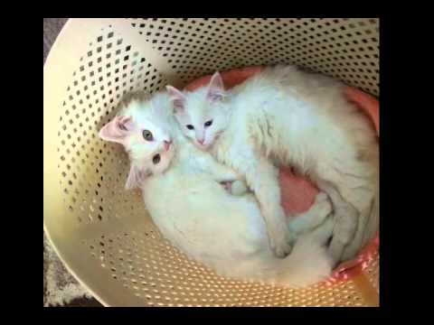 reuniting with shrin after month of shreena death