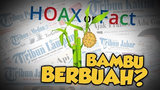 Hoax or Fact: Tumbuh Pohon Bambu yang Memiliki Buah di Madura?