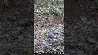 Inhambu Fugindo Da Jaguatirica #shorts #shortvideo #short #explore #youtubeshorts #viralvideo #cat 🔞