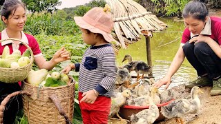 Single mother picks cucumbers to sell/Caring for pets, living in harmony with nature | La Thi Lan