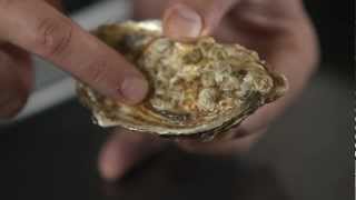How To - shuck oysters