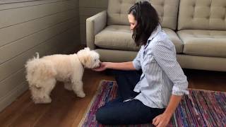 What to do if your dog backs up when teaching sit - sit trouble shooting