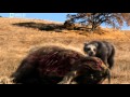 prehistoric predators giant bear - YouTube
