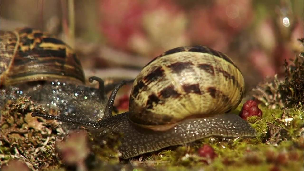 Biomimetismo 11: ¿Para qué sirve la baba de caracol