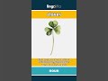 clover - a small green plant with ro... video thumbnail