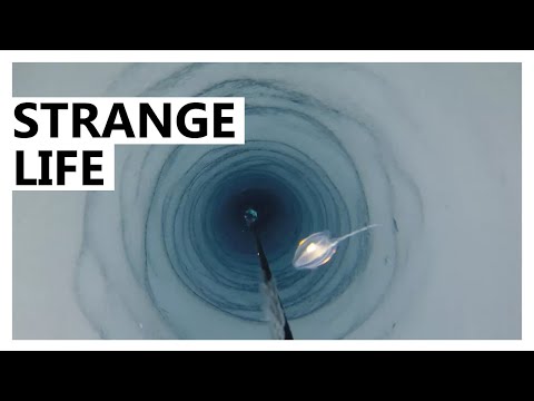 南極: 氷の下深く – 研究者が予期せぬ発見をする