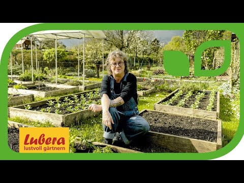 Creating a vegetable garden for beginners: All the information you need to get started with succe...