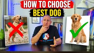 How to Choose The Right Dog For A Calm Home