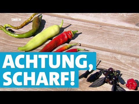 Chili – alles was Sie über die scharfe Schote wissen müssen