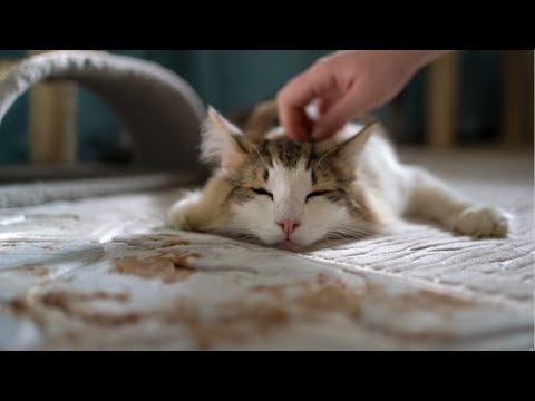 What Norwegian Forest Cats Do All Day