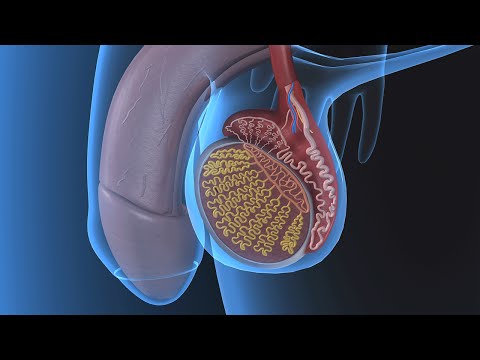 Human Physiology - Functional Anatomy of the Male Reproductive System (Updated)