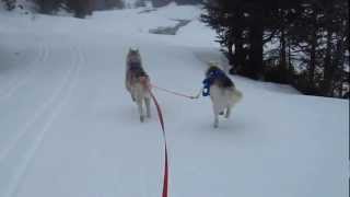 preview picture of video 'Ski-chiens (28), avec Saskia et Jiro, à la Fouly'