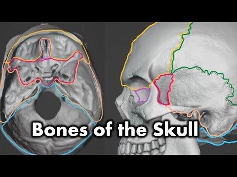 Bones of the Cranium and Face