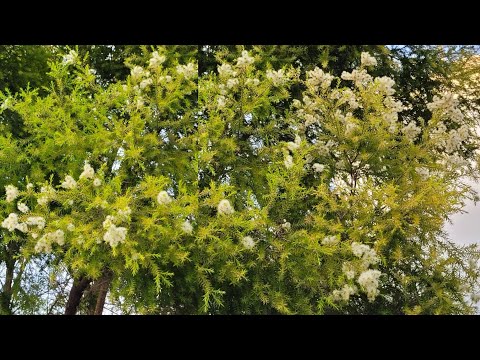 , title : 'Melaleuca Plant Complete Care | How to Care for Melaleuca Plant | Tea Tree Plant | RM Garden'