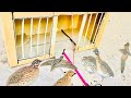 Quail Trapping Techniques Easy Btair Trap That Work Btair Trapping Easy And Fast