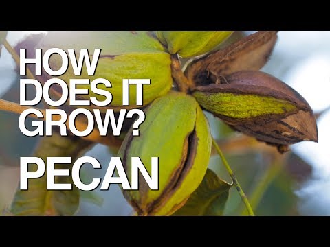 Fresh Pecan Nuts