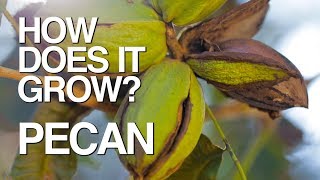 PECAN | How Does it Grow