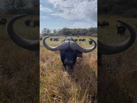 , title : 'La imponencia de un #bufalo #wildlife #animals #fauna #salvaje #toros #bull'