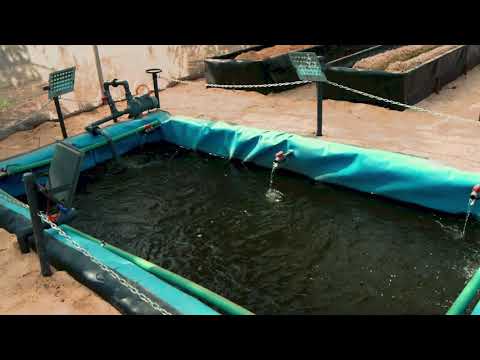 Sandponics in Egypt Ismailia city