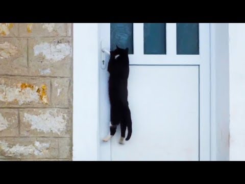 Clever Cats Opening Doors (2018)