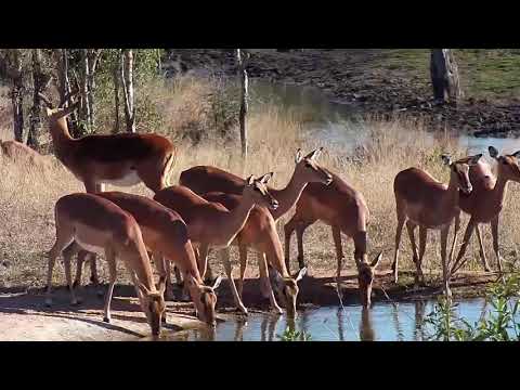 Djuma: Impalas, Wildebeests and Waterbuck bull-Pt:1 - 08:21 - 08/09/20