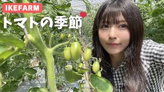 【姉妹農業】IKEFARMのトマトの季節がやってきましたー🍅✨どんなことをしてるか紹介します！