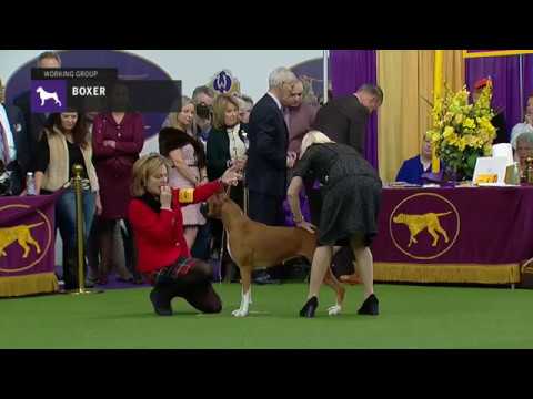 Different Types of Boxer Dogs - German, American and English