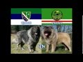 Bosniak Shepherd -Vs- Chechen Shepherd -Dog ...