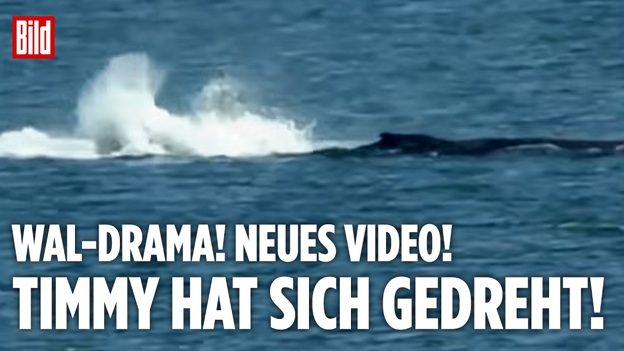 OSTSEE: Wal-Drama! Timmy hat sich gedreht! Zwölf-Tonnen-Koloss kämpft ums Überleben!