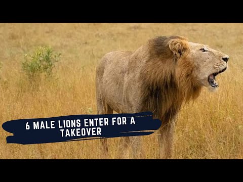 COALITION OF 6 MALE LIONS HAS MOVED IN FOR TAKEOVER - LIONS THAT ARE OPERATING IN SABI SAND