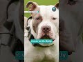 Dog That Killed A 19 Year Old In An Attack In Bristol Confirmed As An XL Bully ITV News