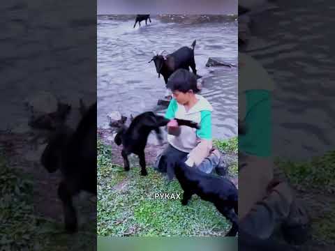 Он Перенёс Испуганных Козлят Через Реку… Но Мама-Коза Удивила Всех! 🐐❤️