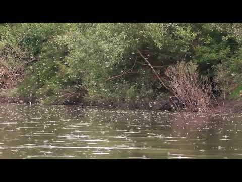 "Kvitnutie" rieky Latorica