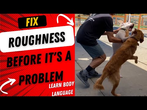 The owner and I fix rough play before it becomes aggression