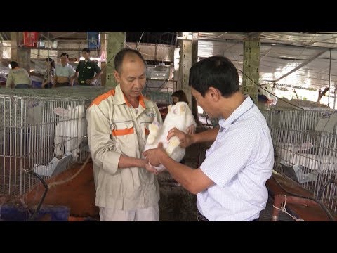 , title : 'Lai Châu: Hiệu quả từ mô hình nuôi thỏ chiết xuất vắc xin'