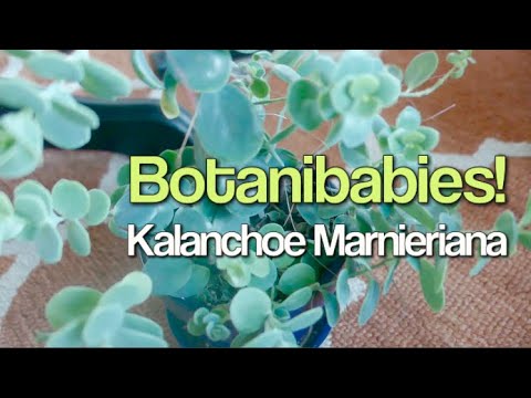 , title : 'Kalanchoe Marnieriana | Plants I've Killed and Won't Purchase Again | Botanibabies
